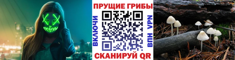 Купить  Нестеров  Галлюциногенные грибы Magic Shrooms 